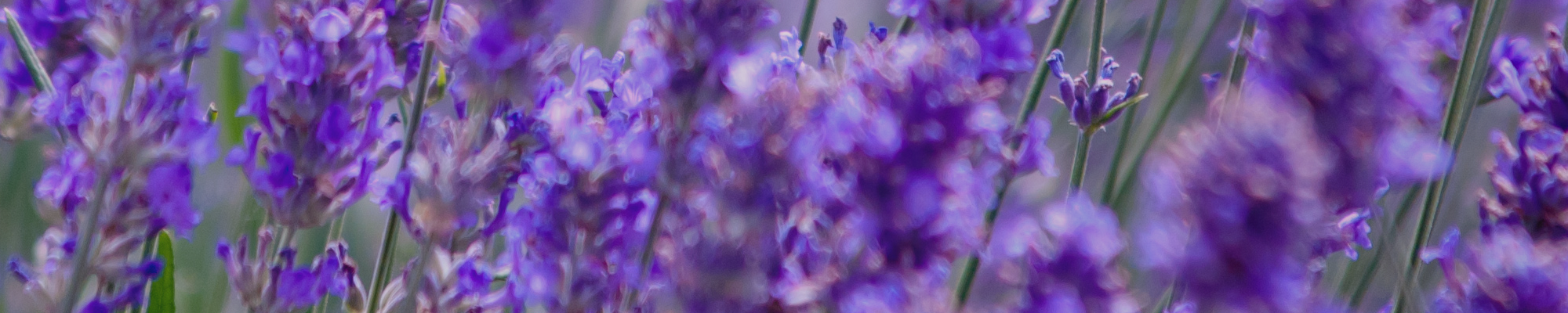 AROMATIC